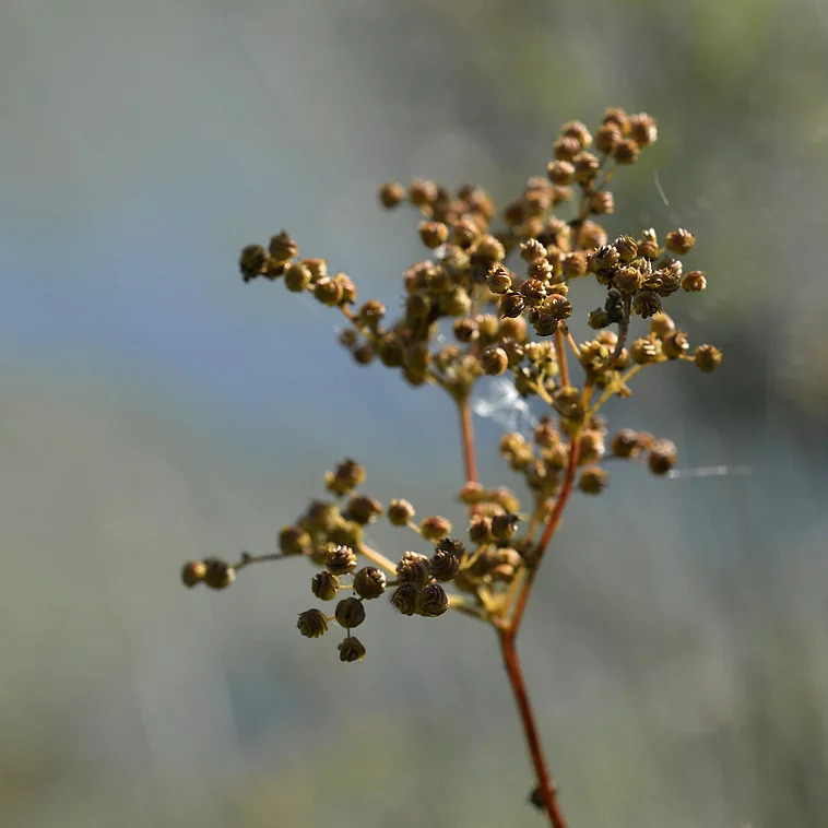 Meadsweet Seeds