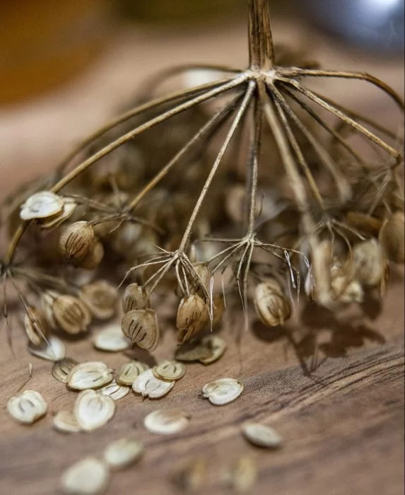 Hogweed Seeds - Dry