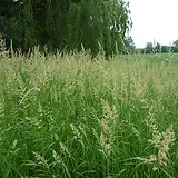 Red Canary Grass